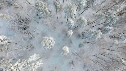 Flying over winter forest above towards a lake Stock Footage 101486785