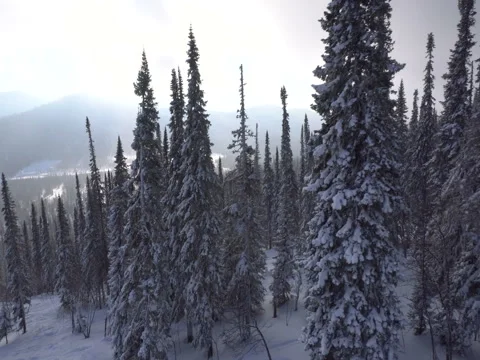 Flying over a winter forest and the road back Vídeo Stock 70925651