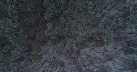 Flying over the winter forest on a drone Stock Footage 147695347