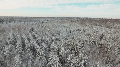 Flying over the winter forest Stock Footage 57853634