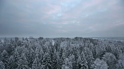Flying over the winter forest Stock Footage 58001014