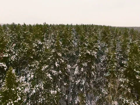 Flying over the winter forest Vídeos de archivo 69824738