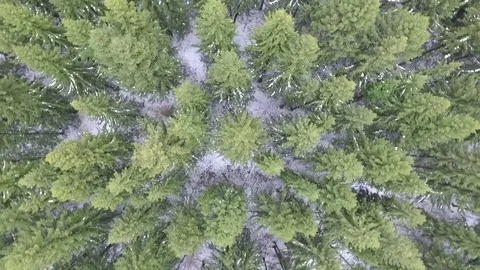 Flying over the winter forest 動画素材 69924980