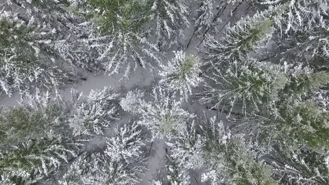 Flying over the winter forest 스톡 동영상 69925478
