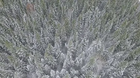 Flying over the winter forest Stock-Footage 69925483