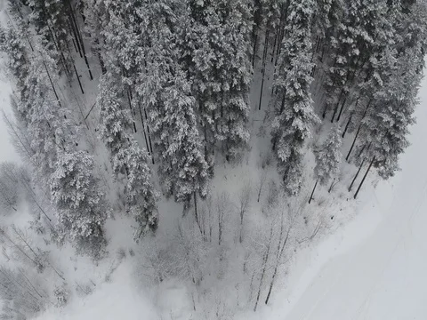 Flying over a winter forest Stock Footage 72624310