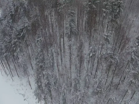 Flying over a winter forest Stock Footage 72624364