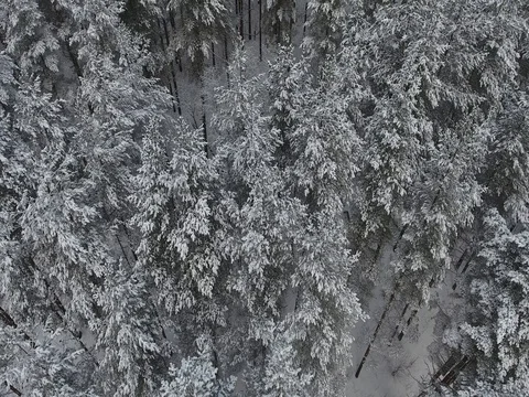 Flying over a winter forest Stock Footage 72624380