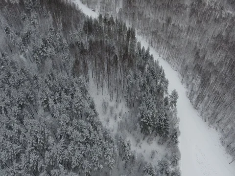 Flying over a winter forest Stock Footage 72624387