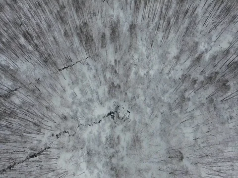 Flying over a winter forest Stock Footage 72624407