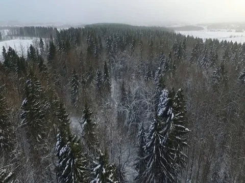 Flying over the winter forest 库存影片 73305453