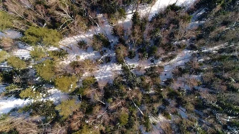 Flying over the winter forest Stock Footage 88381175