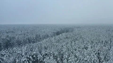 Flying Over Winter Forest Stock Footage 99965470