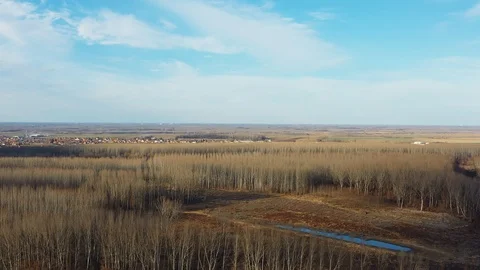 Flying Over Winter Forest Video stock 124221917