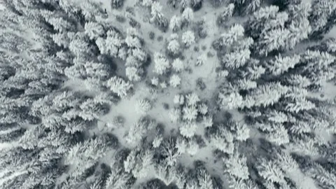 Flying over the winter forest 库存影片 144524187