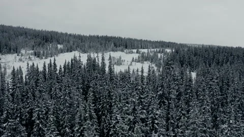 Flying over the winter forest 库存影片 144524884