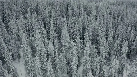 Flying over the winter forest 库存影片 144525012