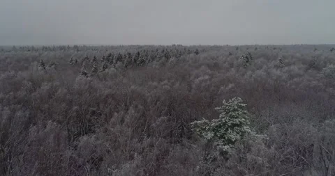 Flying over the winter forest Stock Footage 147192110