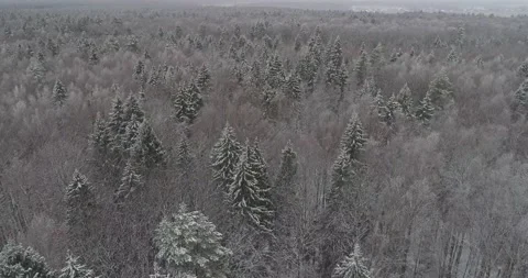 Flying over the winter forest Stock Footage 147192302