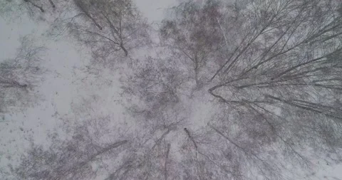 Flying over the winter forest Stock Footage 147194706
