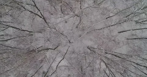 Flying over the winter forest Stock Footage 147195934