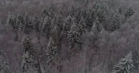 Flying over the winter forest Stock Footage 147197154