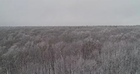 Flying over the winter forest Stock Footage 147197213