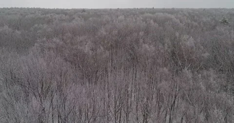 Flying over the winter forest Stock Footage 147250936