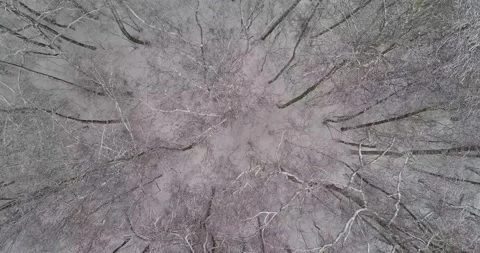 Flying over the winter forest Stock Footage 147251157