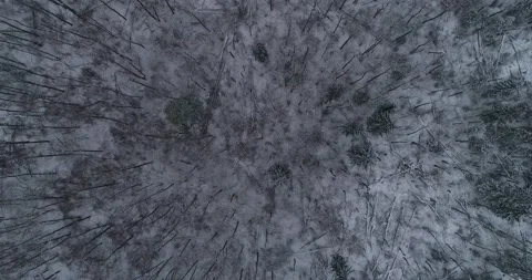 Flying over the winter forest Stock Footage 147694150