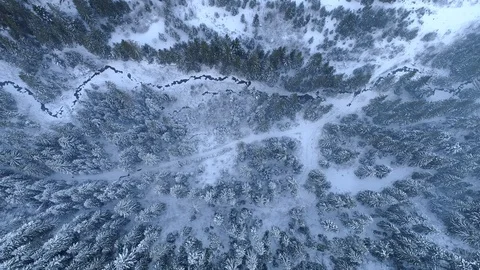 Flying over winter forest in the mountains. Pines covered with frost and snow Stock Footage 109547240