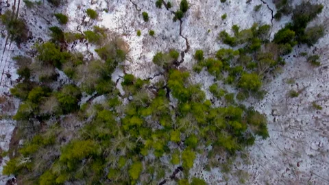 Flying over winter forest with pine trees and snow Video stock 224505650