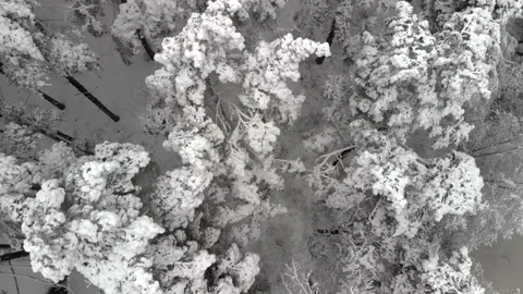 Flying over a winter forest with snow-covered trees Stock Footage 135646032