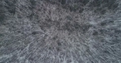 Flying over the winter forest with snowfall Stock Footage 147692294