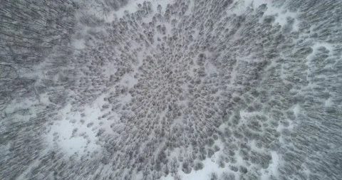 Flying over the  winter forest with snowfall Stock Footage 147695862