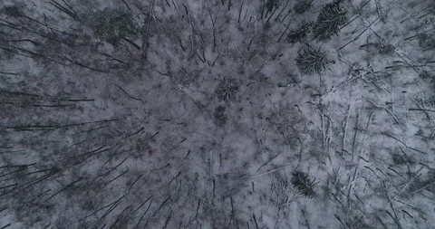 Flying over the winter forest with snowfall Stock Footage 147696108