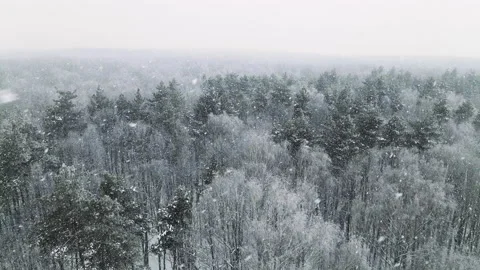 Flying over a winter forest in a snowfall Stock Footage 166364056