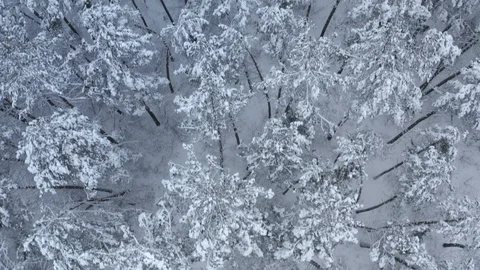 Flying Over Winter Forest Top View Stock Footage 99964320