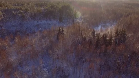 Flying over winter forest trees sunny weather top view 4k aerial vertical flight Video stock 71263551