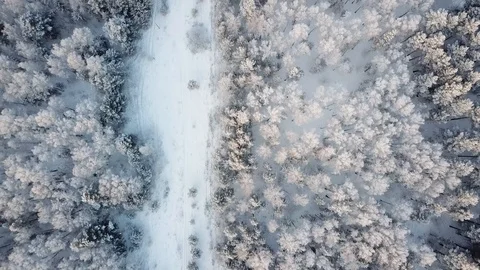 Flying over winter forest trees sunny weather top view 4k. Aerial flight above Stock Footage 100990232