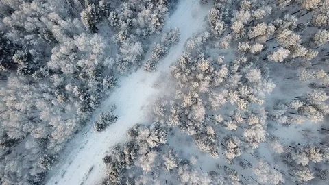 Flying over winter forest trees sunny weather top view 4k. Aerial flight above Stock Footage 100990422
