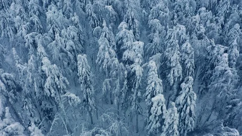 Flying over winter forest trees. Snow covered trees from above, cloudy evening. Stock Footage 122944958