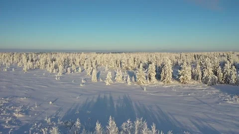 Flying over the winter forest on the Yamal Peninsula Stock Footage 143133447