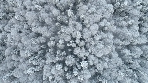 Flying over winter marvelous forest. Aerial top down view of winter trees Stock-Footage 121571735