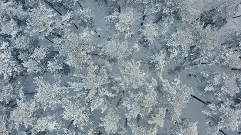 Flying over winter pine forest 스톡 동영상 116595951