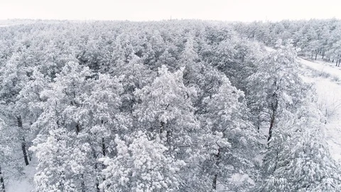 Flying over a winter snow-covered pine forest Stock Footage 123101213