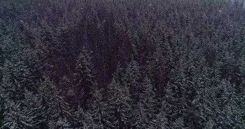 Flying over a winter spruce forest with active snowfall Stock Footage 147671896