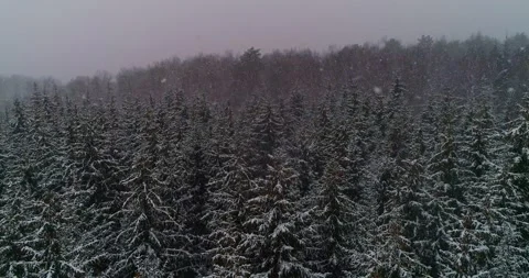 Flying over a winter spruce forest with active snowfall Stock Footage 147671942