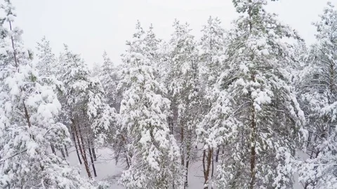 Flying over Winter Woods in Blizzard Stock Footage 73937655