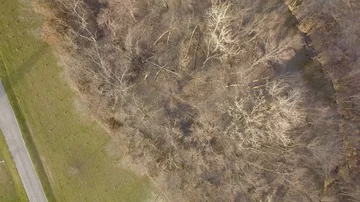 Flying Over The Woods 4K Stock Footage